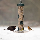 Blackbird and Robin visting the Big Easy feeder