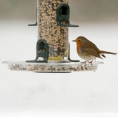 Robin sitting down for a feed