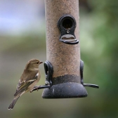 A chaffinch enjoying Ark Hearty Mealworm Mix from an Onxy Seed Feeder