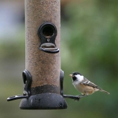 Ark Hearty Mealworm Mix being enjoyed by a Coal Tit, from an Onxy Seed Feeder