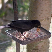 Ark Robin Friendly Premium being enjoyed by a Blackbird in a Compact Ground Feeder Tray