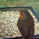 Robin on a compact ground feeding tray