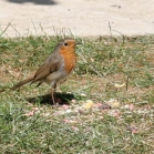 A Robin feeding on Ark Robin Friendly Premium on the grass