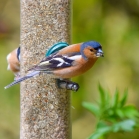 Ark No Mess Feeder mix with chaffinch