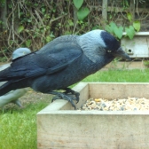 Jackdaw eating wild bird food from a ground feeder