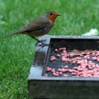 Ark Berry Suet Pellets Robin enjoying berry pellets from a ground feeding tray