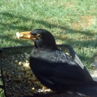 Blackbird eating insect pellets