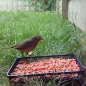 Robin eating from a Compact Ground Feeding Tray