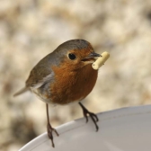 Robin eating insect pellets