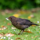 Young Blackbird enjoying mealworm suet pellets