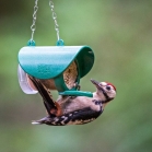 Woodpecker enjoing salt free peanut butter