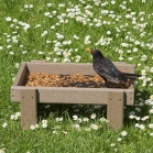 Blackbird Feeding on Ground Feeder Tray