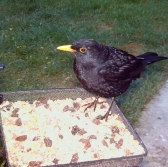 Blackbird eating from a Compact Ground Feeding Tray
