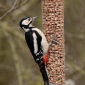 Garden Bird Peanut Feeders. Woodpecker feeding.
