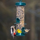Woodpecker on Big Easy Bird Feeder