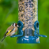 Flo Festival Seed Feeder with goldfinch