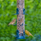Flo Festival Seed Feeder with greenfinch