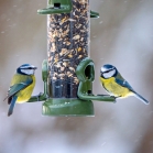 Ring Pull Click Seed Feeder