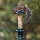Squirrel Buster Evolution Bird Feeder