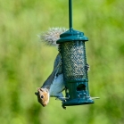 100% Squirrel Proof Seed Feeder
