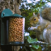 Grey squirrel eating peanuts from Metal Squirrel Feeder