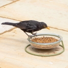 Blackbird eating from ground feeding dish
