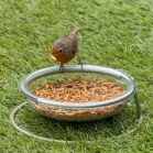 Robin eating from food dish