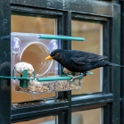 Blackbird on window feeder