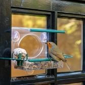 Robin close to view on window bird feeder