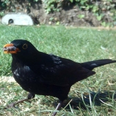 Black bird feeding on Small Raisins and Sultanas