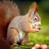 Red squirrel eating haxelnuts