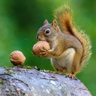Squirrel tucking into a walnut