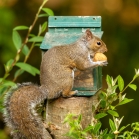 Grey squirrel enjoying a walnut