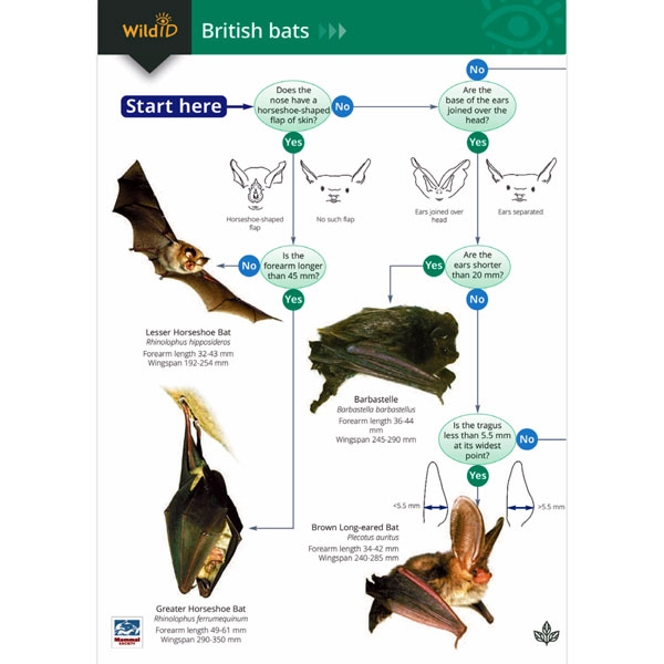 Field Guide To British Bats - Ark Wildlife UK