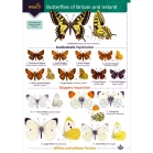 Field guide to Butterflies fo Britain