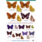 Field guide to Butterflies fo Britain