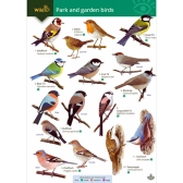 Your Guide to 50 Park & Garden Birds