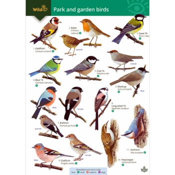 Field Guide - Top 50 Garden & Park Birds - Ark Wildlife UK