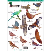 Your Guide to 50 Park & Garden Birds