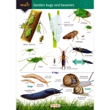 ID Guide to Garden Mini Beasts & Bugs