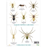 ID Guide to House and Garden Spiders