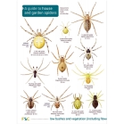 ID Guide to House and Garden Spiders