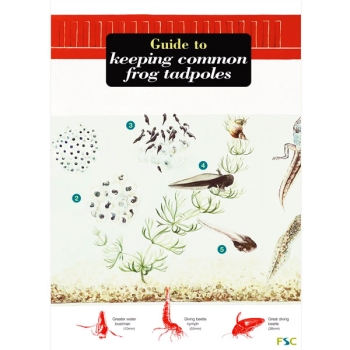 Guide to Keeping Frog Tadpoles