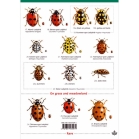 Field Guide to Ladybirds UK
