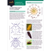 Field Guide to Ladybirds UK
