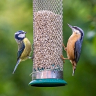 Blue tit and nuthatch on sunflower hearts