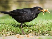 Blackbird feeding on Live Mealworms