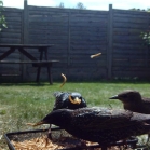 Starlings feeding on Dried Mealworms