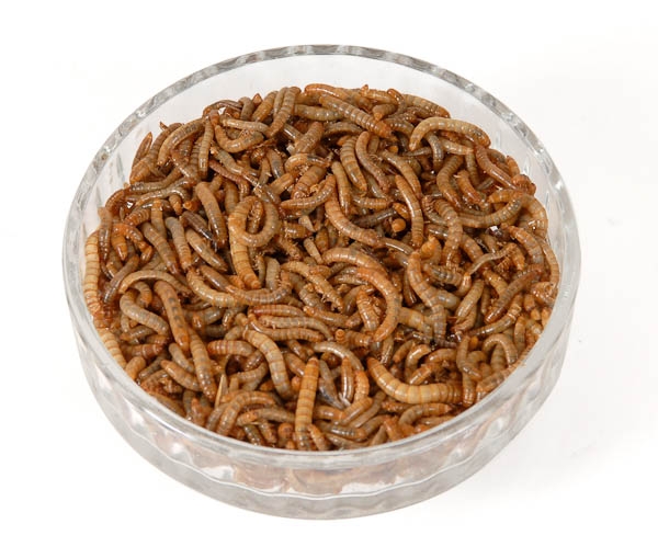 Mini Mealworms Livefood