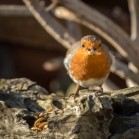 Robins love high protein mealworms